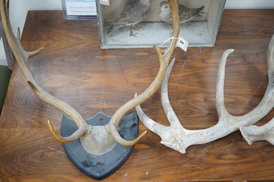 Four stag / moose antlers, pair on shield shaped mount, approximately 70cm high. Condition - fair